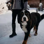 Chaletdorf Auszeit シャレー